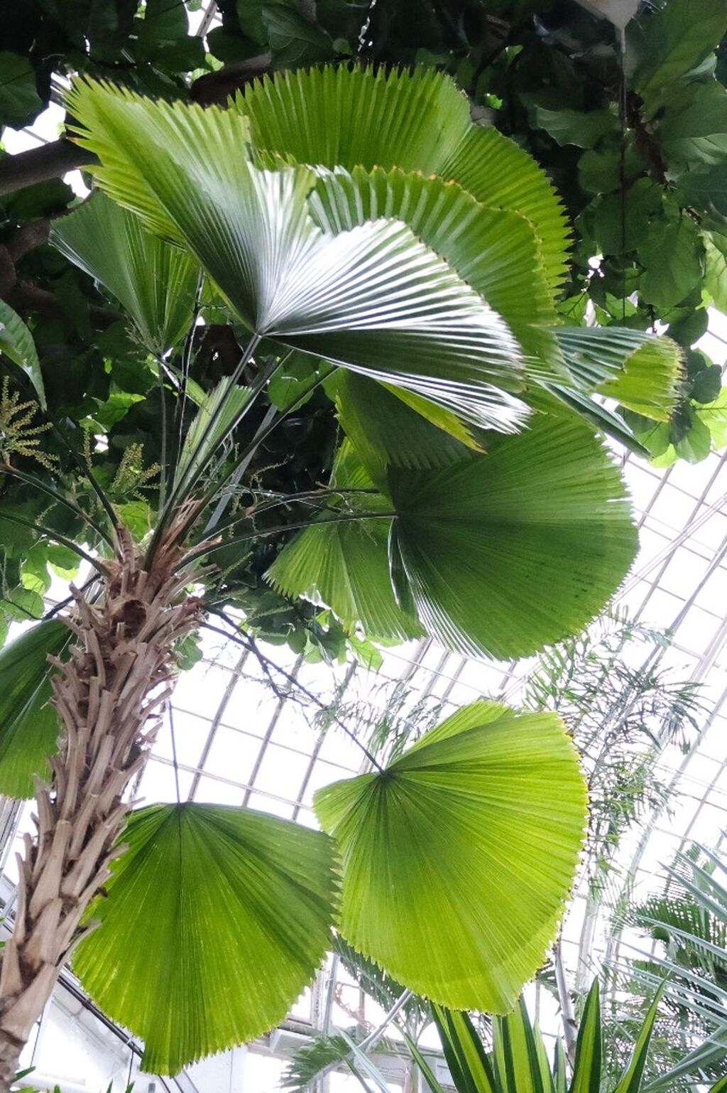 Staff&rsquo;s Favorite Plant of the Month