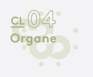 CL 04 Organe