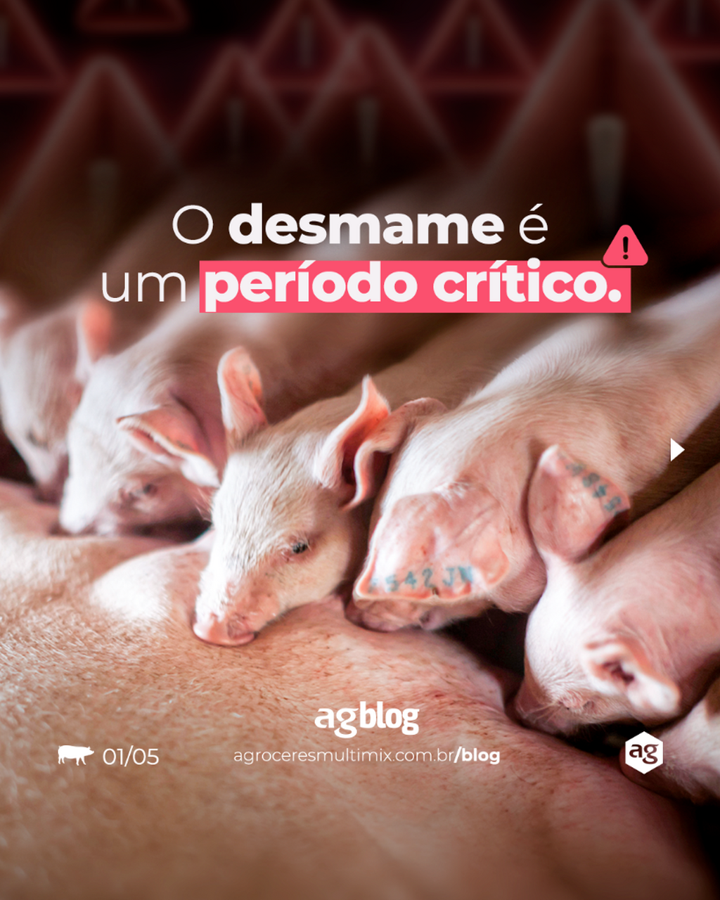 Quer saber como garantir a vitalidade dos leit&otilde;es? Acesse j&aacute; o agBlog e confira tudo sobre suplementa&ccedil;&atilde;o hidroeletrol&iacute;tica energ&eacute;tica
