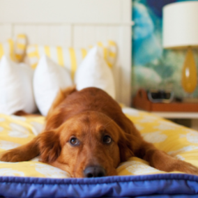 Pampered Pooch Package!
