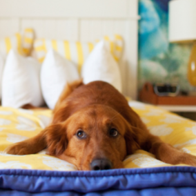 Pampered Pooch Package!