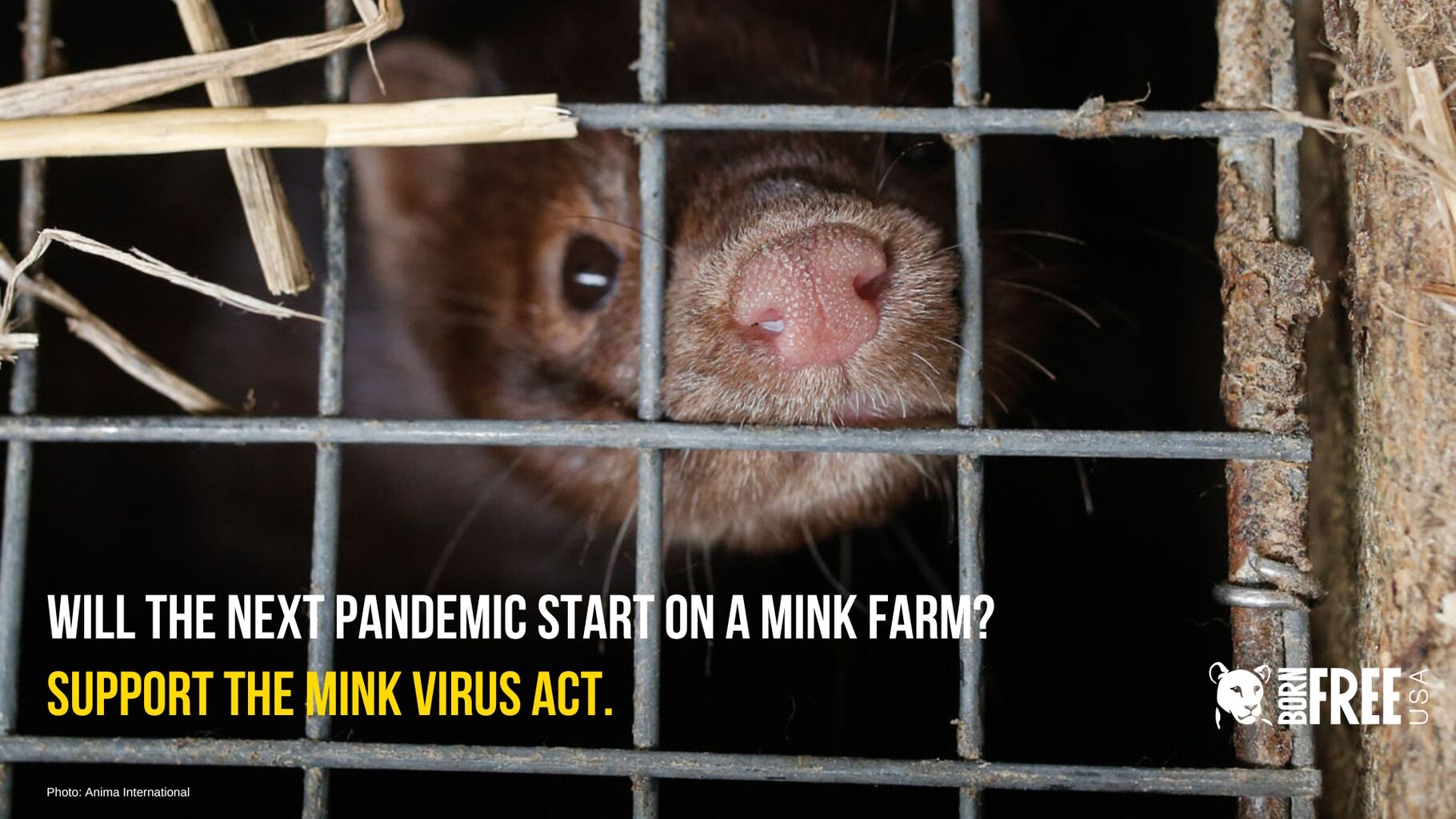 TAKE ACTION: Urge Your Rep to Co-sponsor the Mink VIRUS Act!