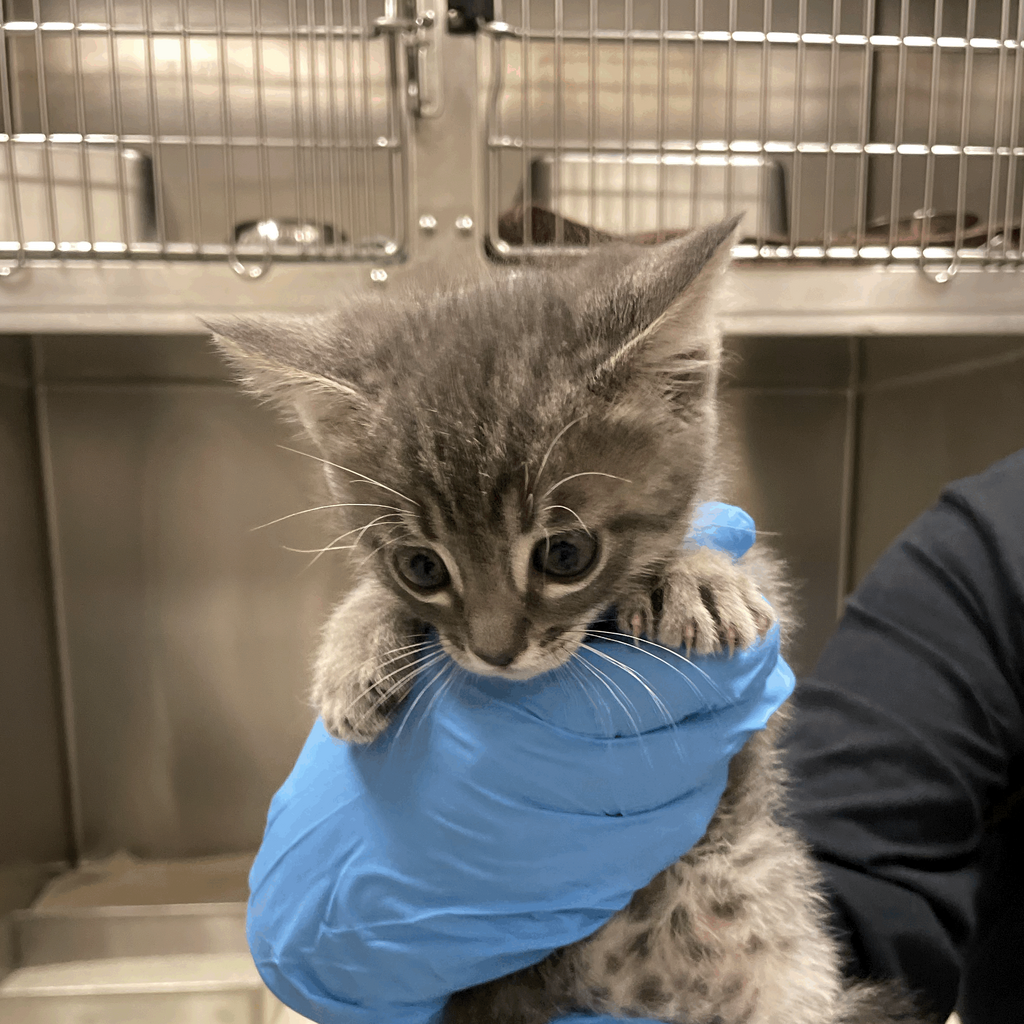 Kitten Season Wishlist