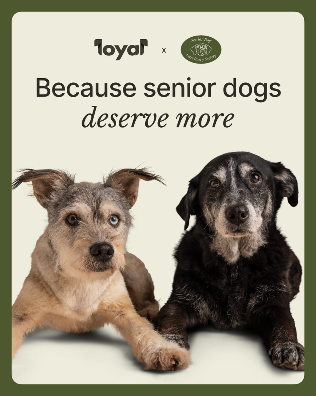 Loyal x SDVS Free CE Webinar &ndash; April 2025