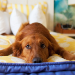 Pampered Pooch Package
