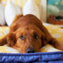 Pampered Pooch Package