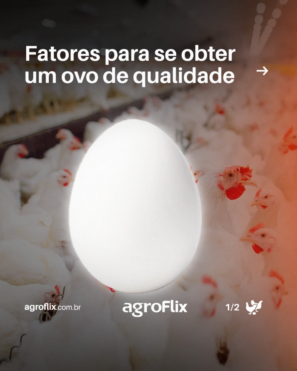 Nutri&ccedil;&atilde;o, sa&uacute;de e manejo at&eacute; avalia&ccedil;&otilde;es para classifica&ccedil;&atilde;o do produto. Diversos s&atilde;o os pontos de aten&ccedil;&atilde;o para garantir a qualidade dos ovos. 