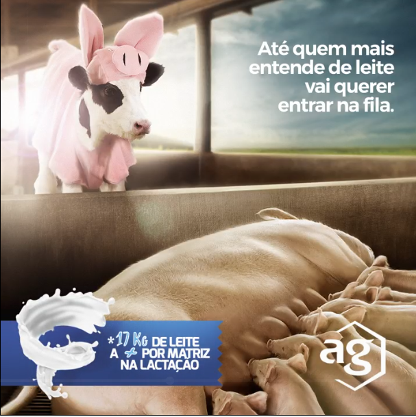 O Flavolac aumenta a produ&ccedil;&atilde;o de leite das matrizes, potencializando o ganho de peso dos leit&otilde;es na maternidade.