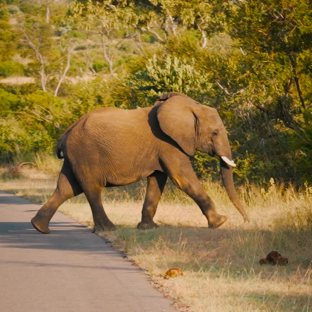 Safari Adventure with Exoticca