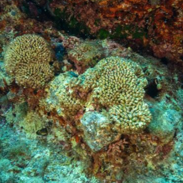 La nuova campagna per proteggere i coralli del Mediterraneo