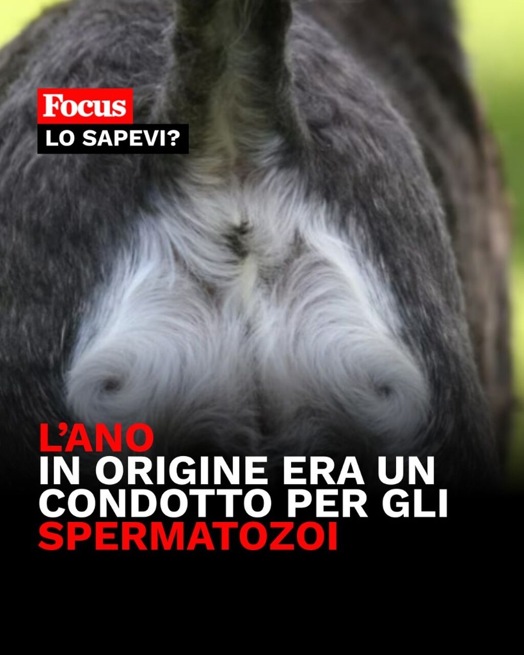  L'ano era in origine un condotto per gli spermatozoi?