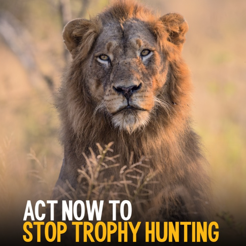 TAKE ACTION: Act Now to Stop Trophy Hunting!