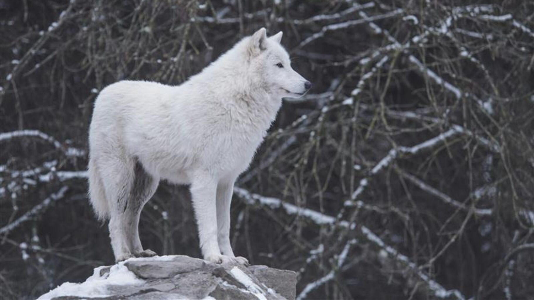 Can an animal be brought back from extinction?