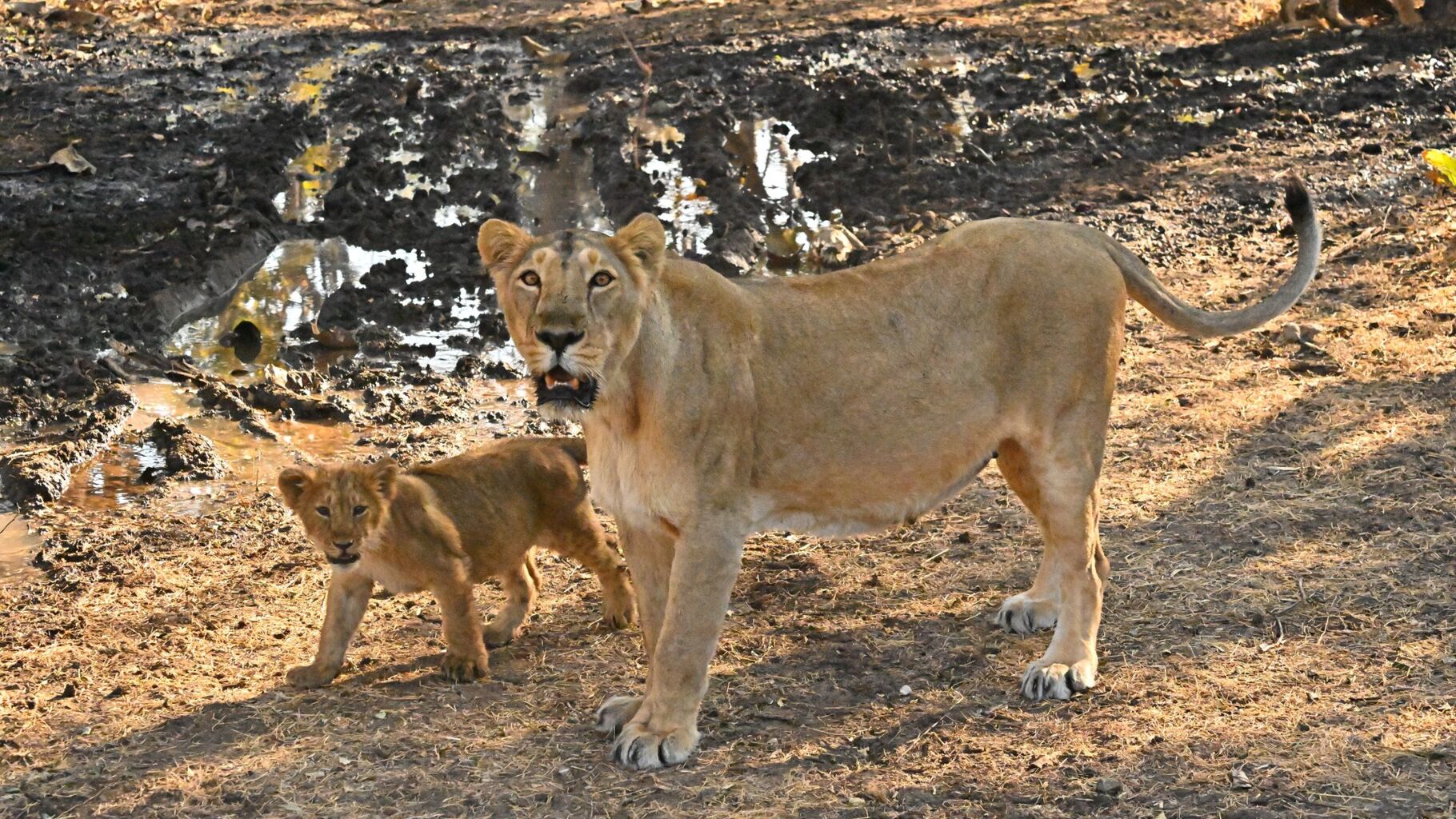 Meet the lesser-known lion species