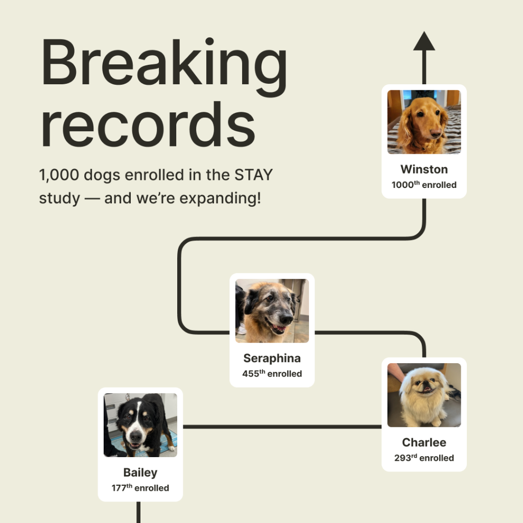 Breaking records: STAY enrolled 1,000 dogs