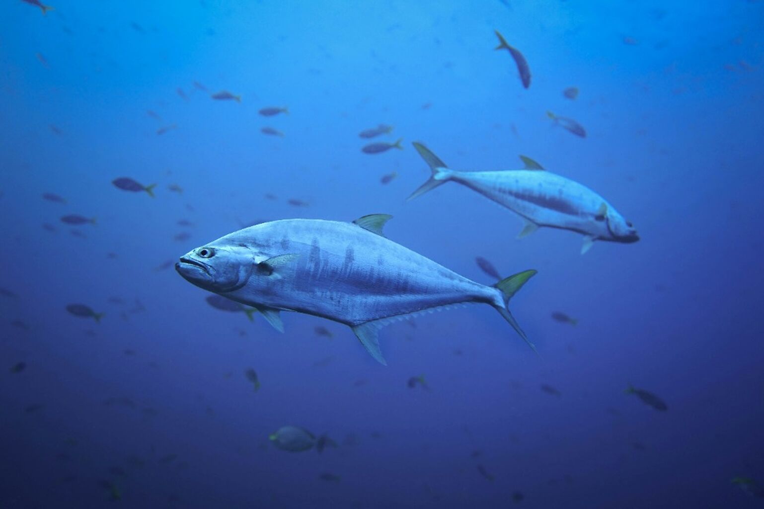 Sustainable tuna fisheries