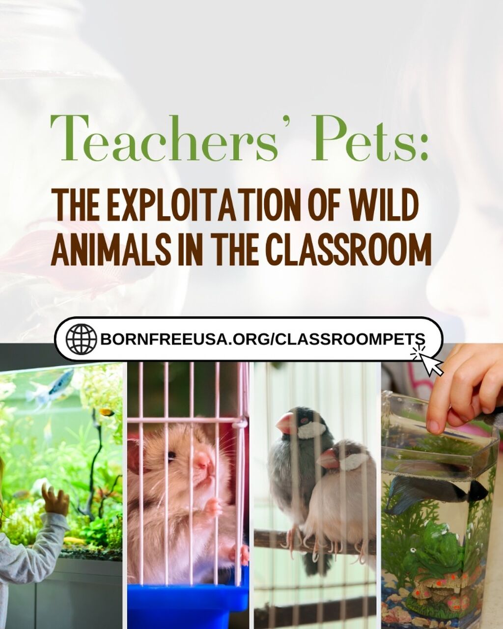 REPORT: Teachers' Pets: The Exploitation of Wild Animals in the Classroom (2025) | Born Free USA