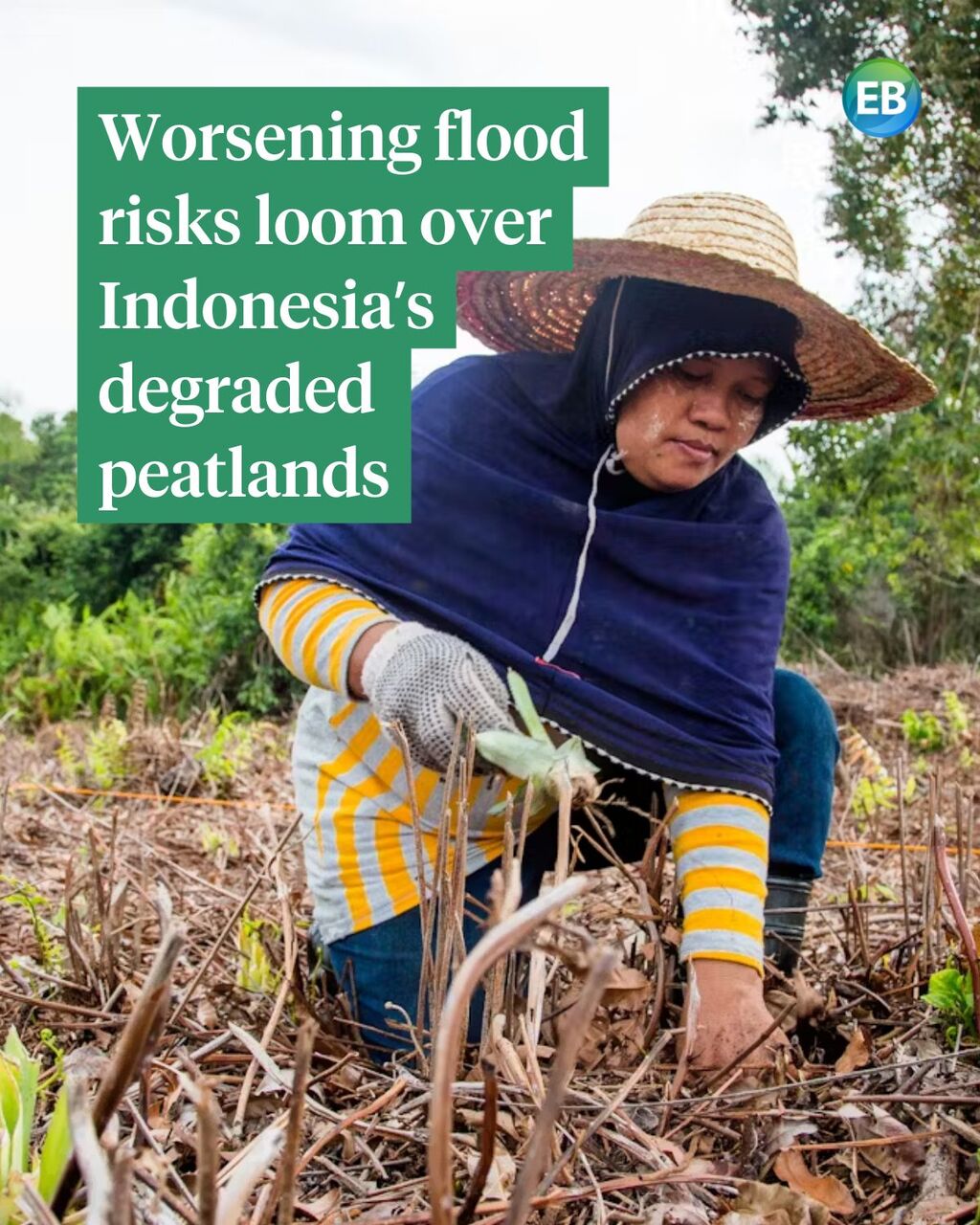 Worsening flood risks loom over Indonesia&rsquo;s degraded peatlands