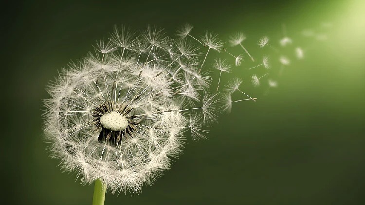 Make a Wish and Take Action 