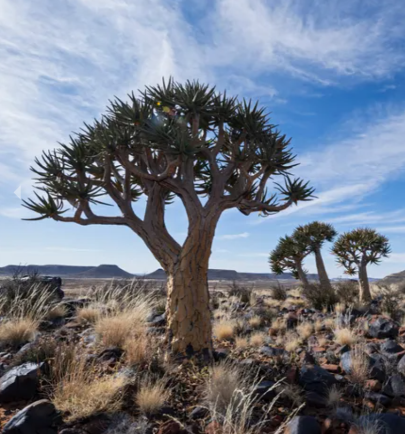 Sustainability at the SKAO