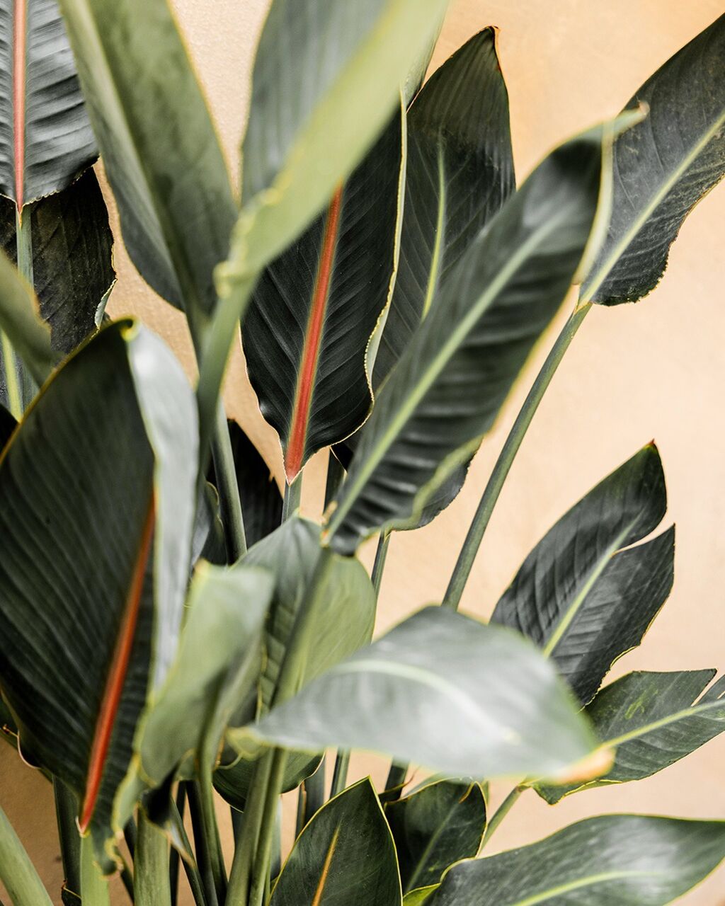 Bringing the indoors out: fresh air, warm light, and lush greenery 🌿