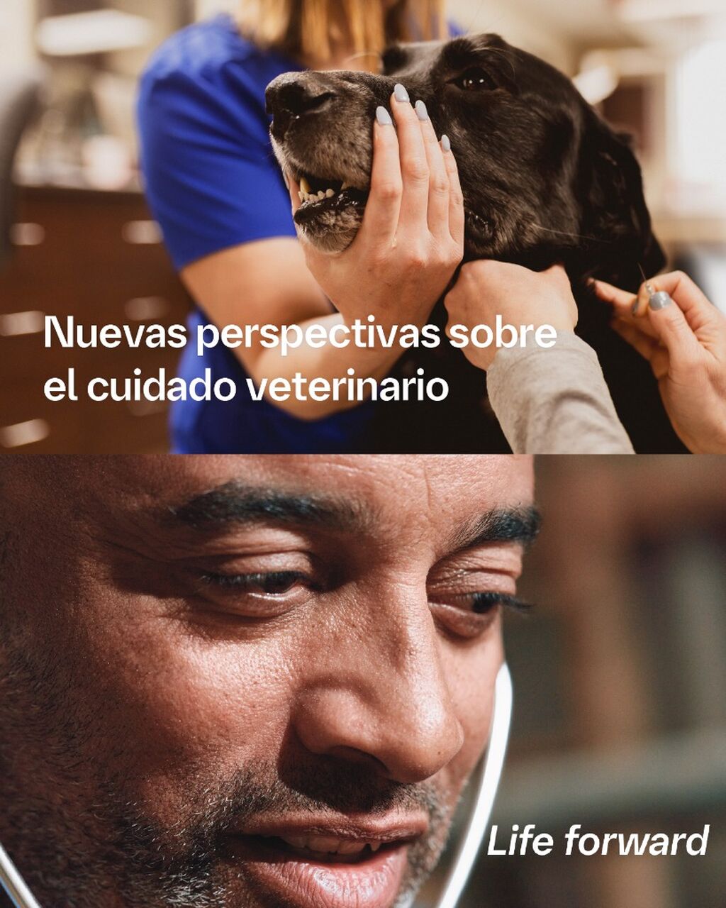 D&iacute;a del Veterinario