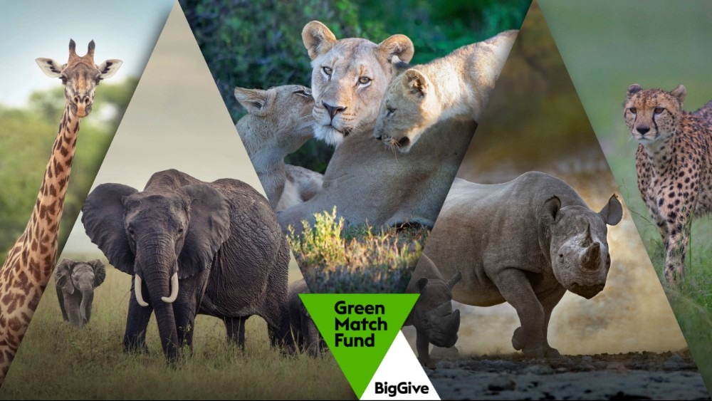 Which endangered African animal are you?