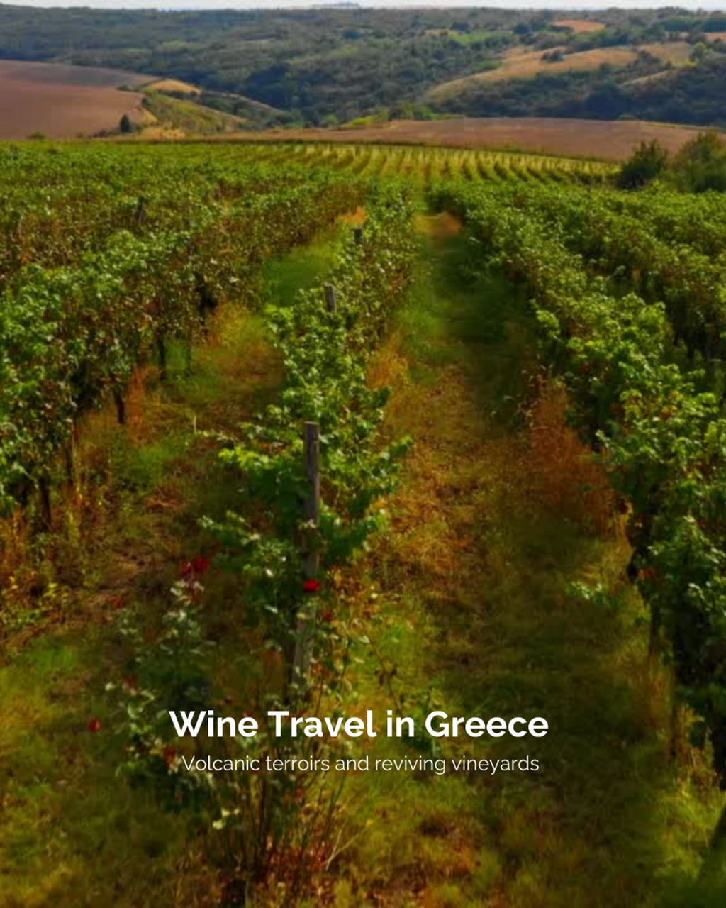 Wine Travel in Greece 