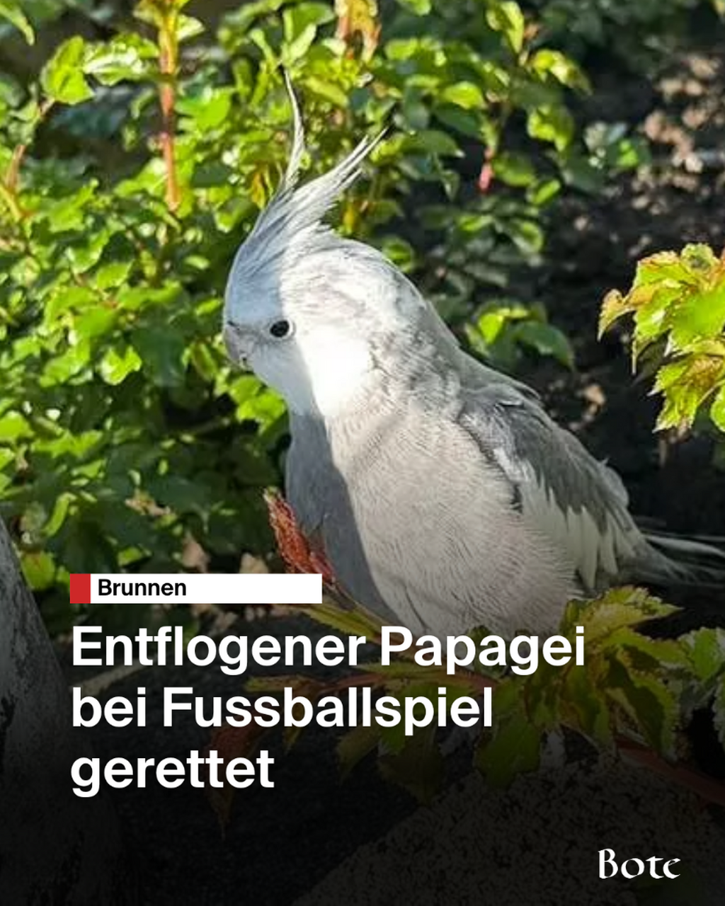 Entflogener Papagei