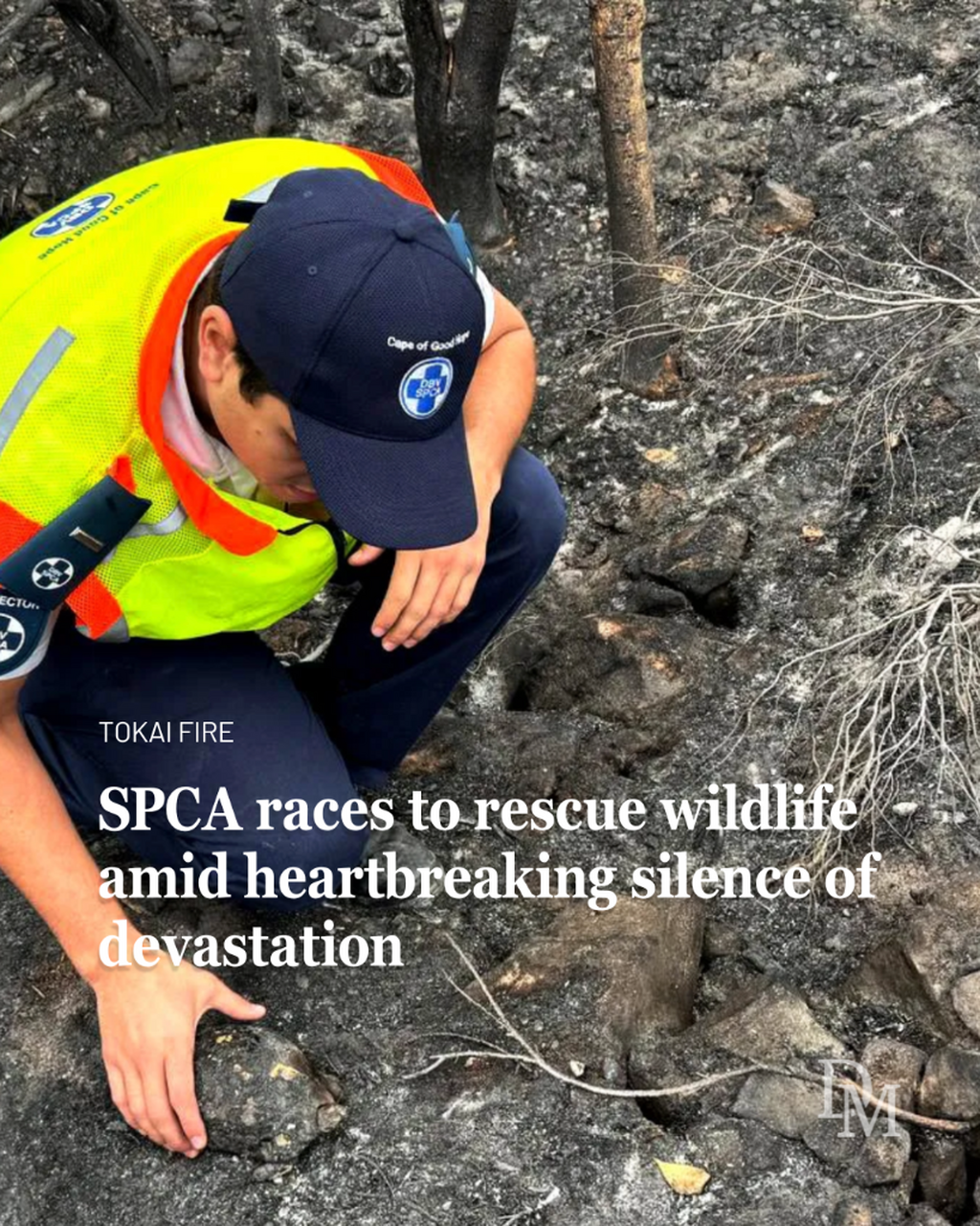 The silence of devastation: Biodiversity and wildlife crisis in the wake of the Cape Town fires