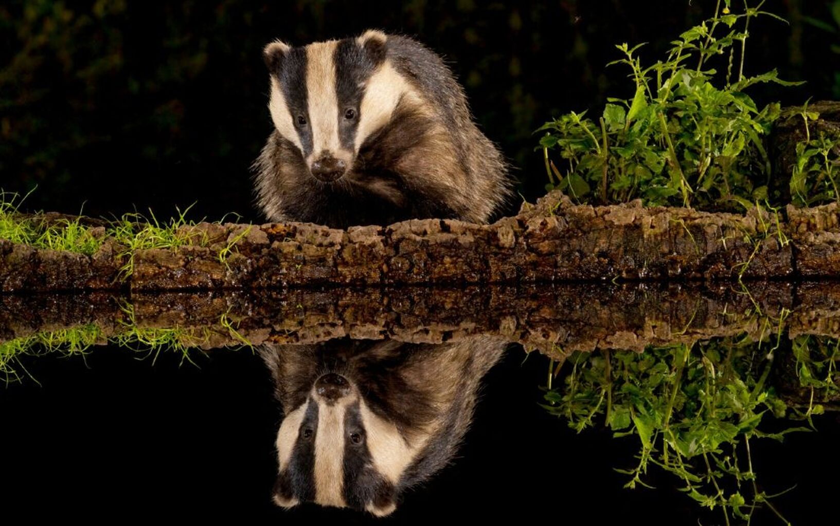 UK Planning and Infrastructure Bill puts nature at risk