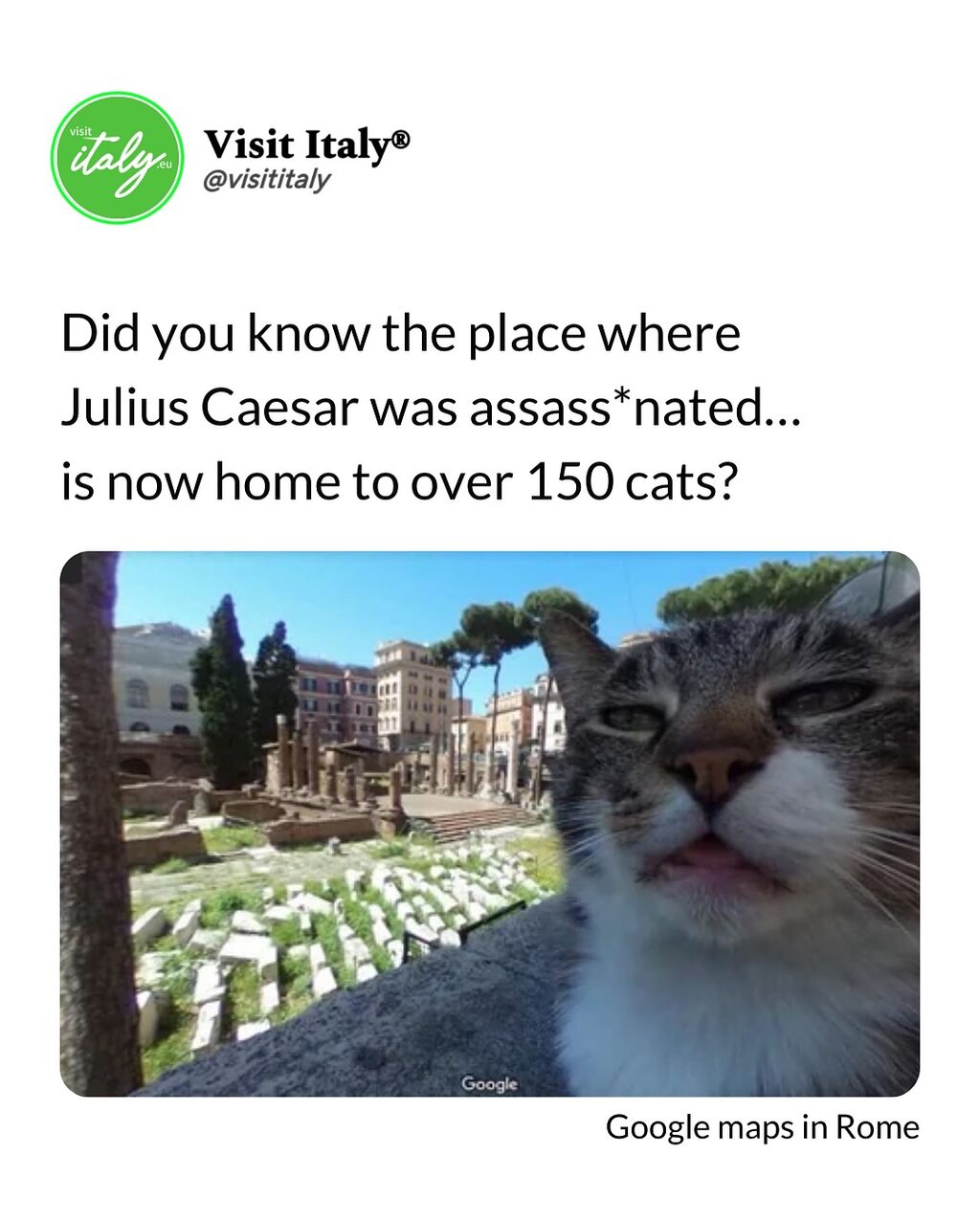Why Torre Argentina is a Must-Visit for Cat Lovers in Rome
