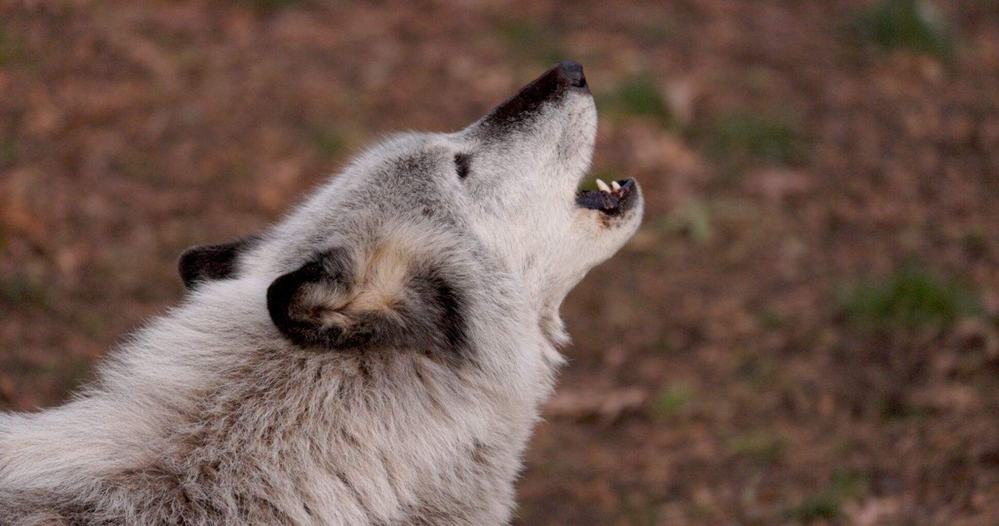 War on Wolves - Early Sizzle