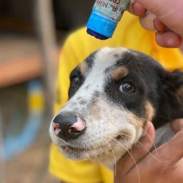 Mission Rabies Volunteering 