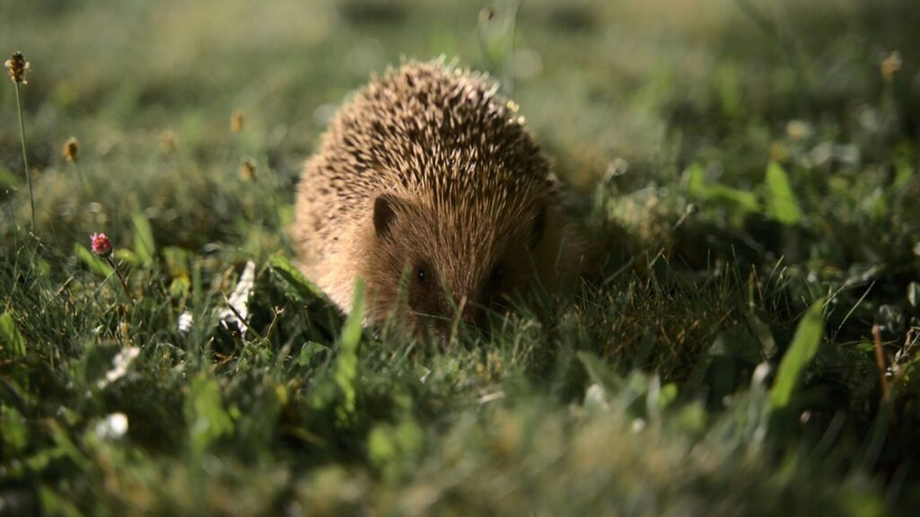 How to help a hedgehog