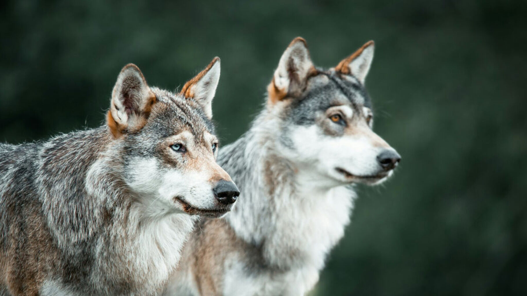 European Parliament votes to downgrade wolf protection