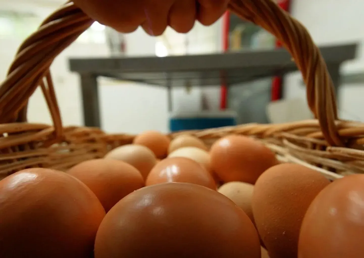 El proyecto &lsquo;Pollos felices&rsquo;