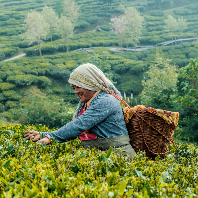 TWG TEA ORIGIN STORIES - DARJEELING, LAND OF THUNDER