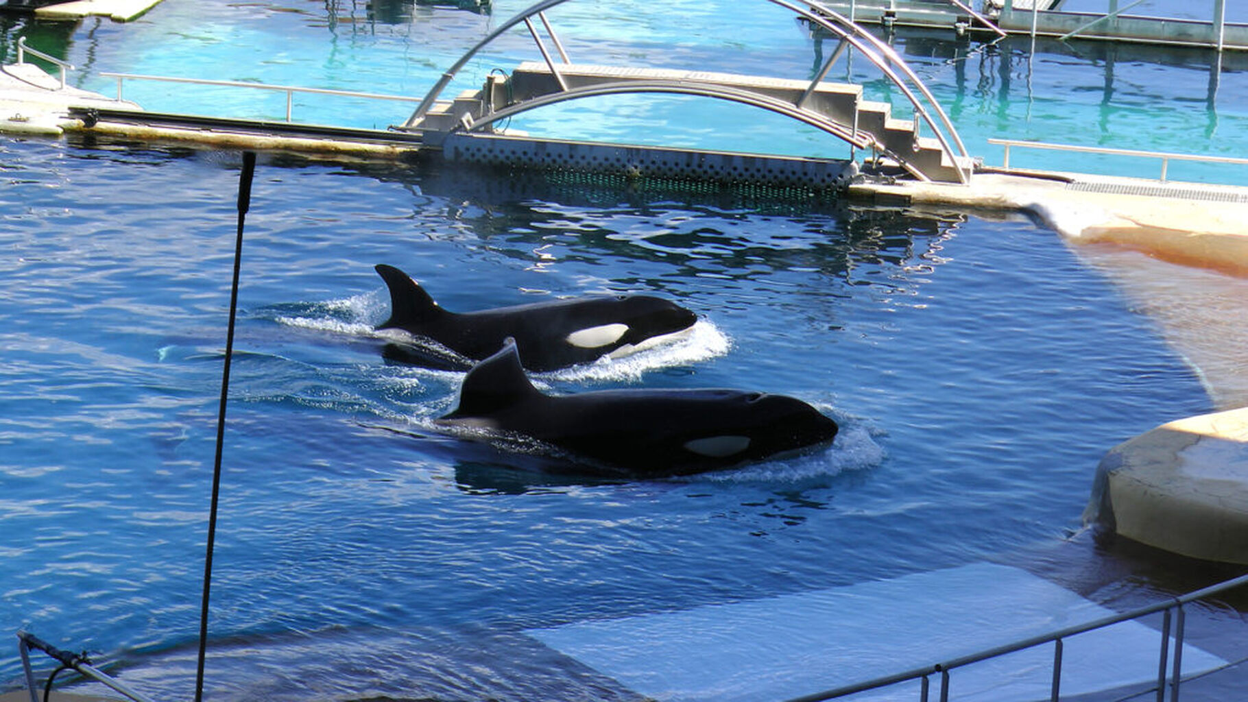 Plight of orcas and dolphins at Marineland continues