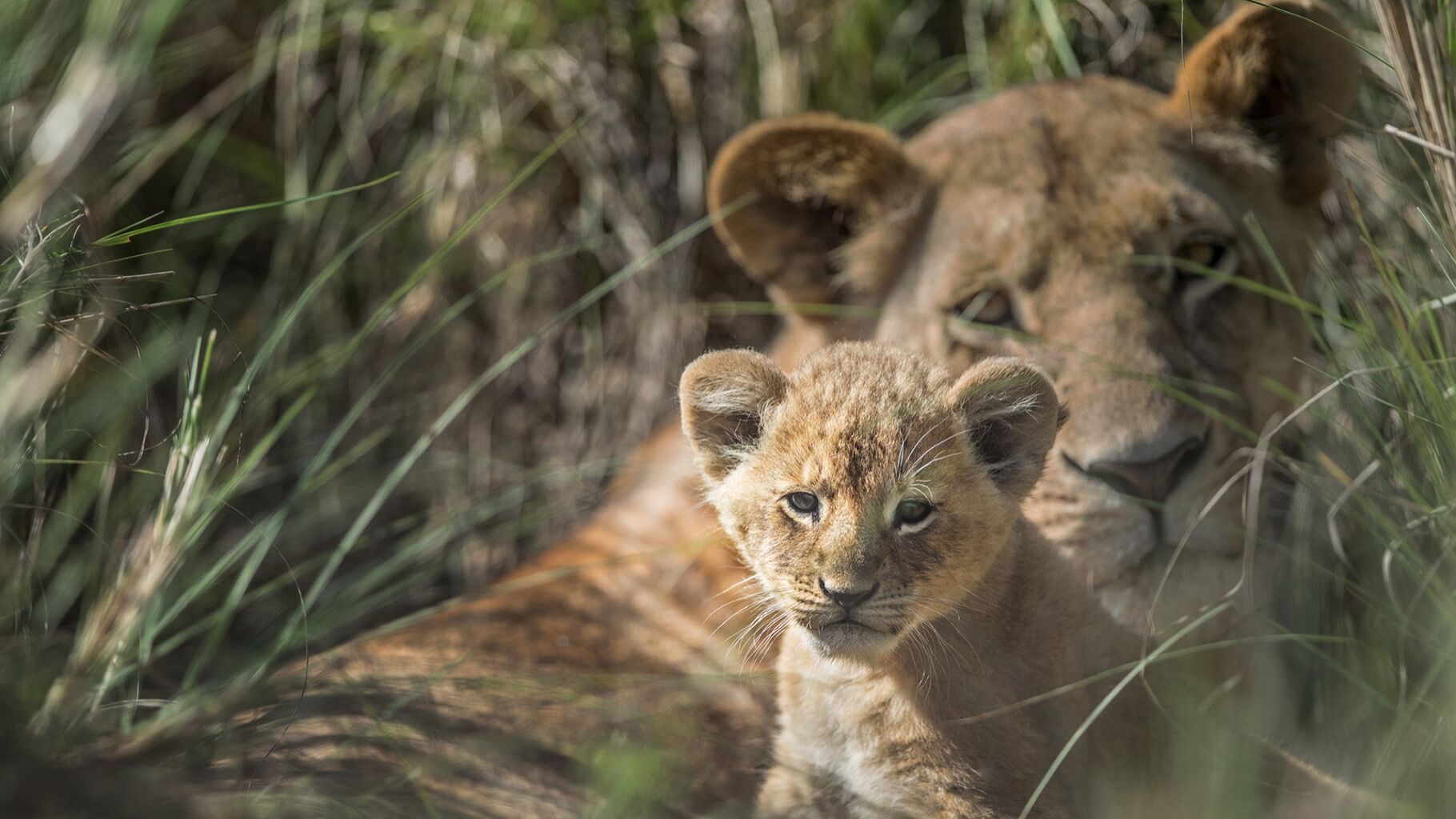 Endangered Species Day