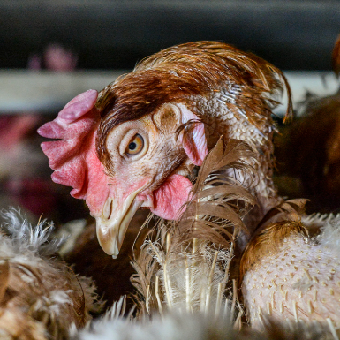 Free hens from battery cages