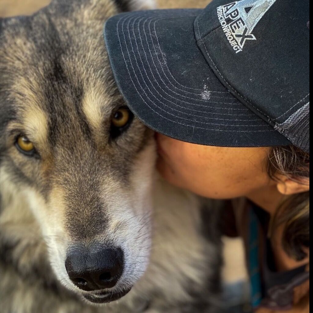 FOSTER OR ADOPT A LOW/NO WOLFDOG