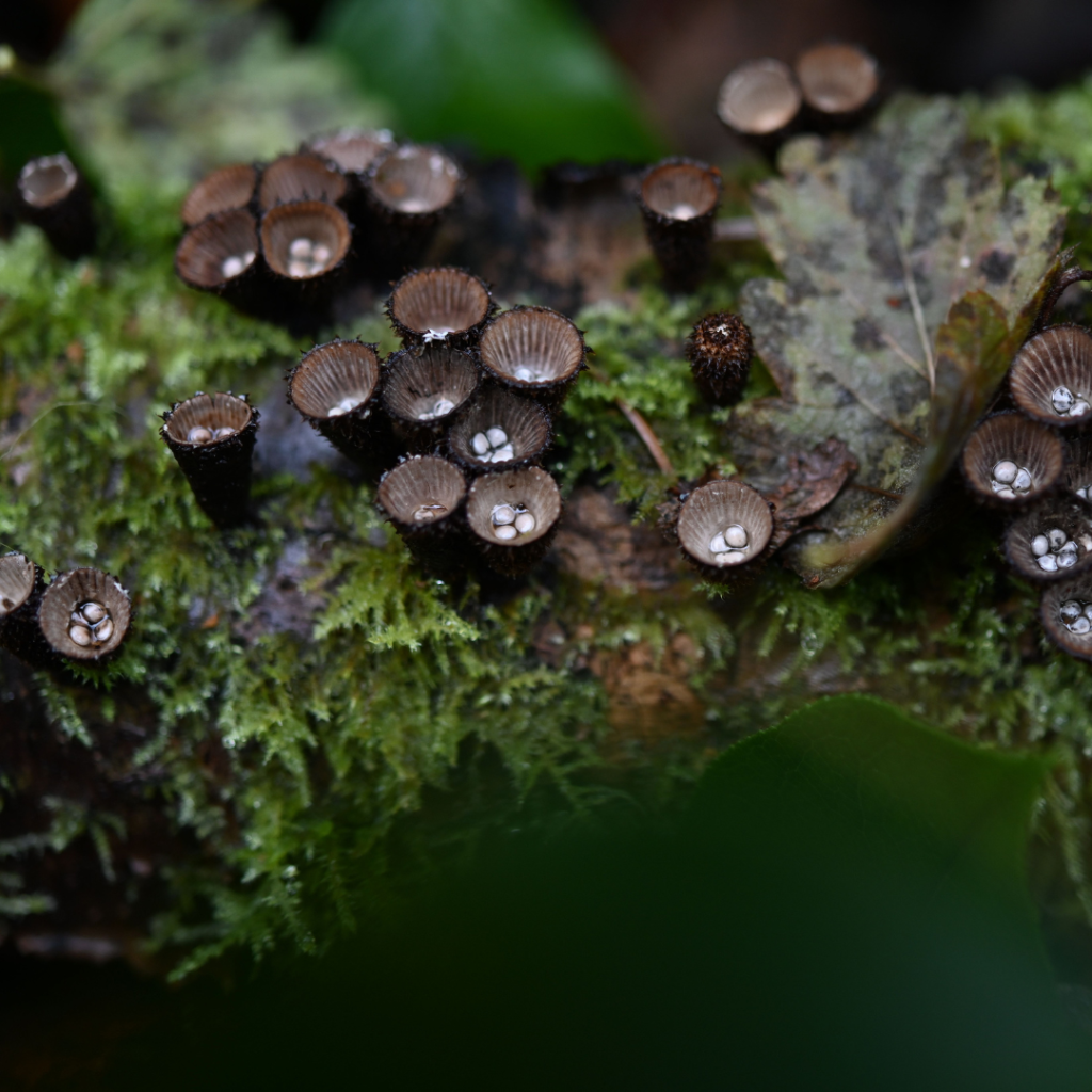 Explorer la fronti&egrave;re fongique : le r&ocirc;le de la mycologie dans la pr&eacute;servation de la sant&eacute; des for&ecirc;ts canadiennes